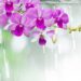 orquidea flor