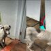 A jornada de Lua inspira tutores a adotar cães que antes viviam nas ruas