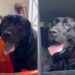 Labrador dócil vive há anos em abrigo e espera por uma chance de adoção