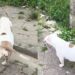 Cadela american bully de Mogi mostra como carinho e rotina transformam a fama de “bravo”