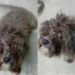 Homem faz promessa a cão abandonado e resposta do animal impressiona