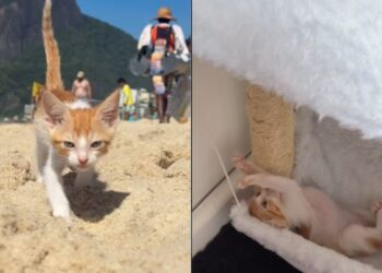 Miado vindo de um carro muda destino de gatinha abandonada no Rio