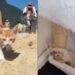 Miado vindo de um carro muda destino de gatinha abandonada no Rio