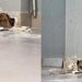 Barulho dentro da parede leva homem a quebrar estrutura e salvar animal