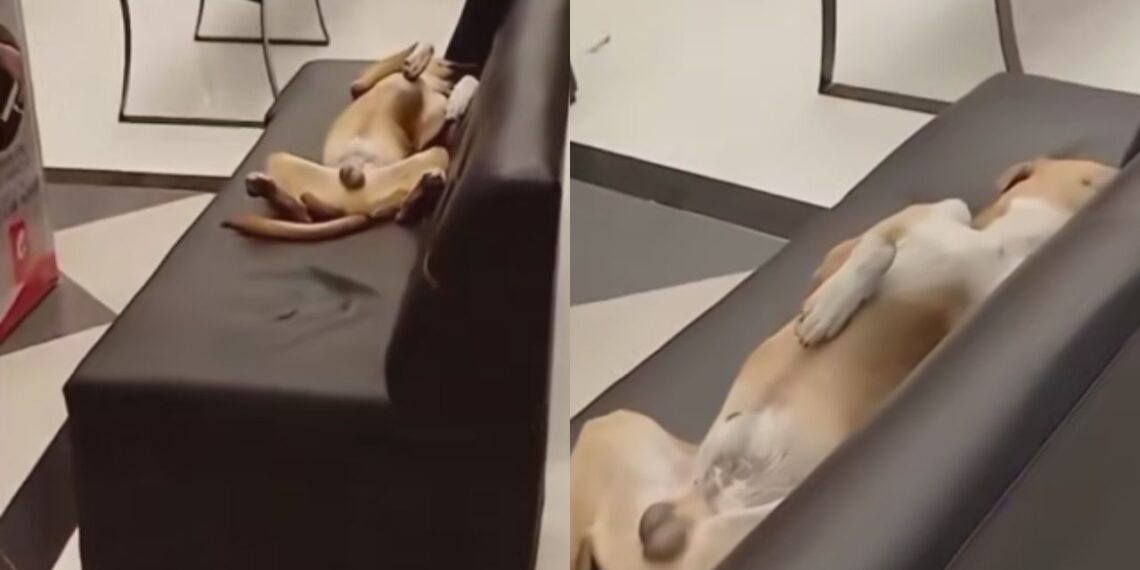 Vira-lata ignora o calor extremo de 42 °C e invade shopping em busca de ar-condicionado