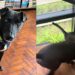 Gato vira guia de cachorro cego e amizade comove as redes sociais