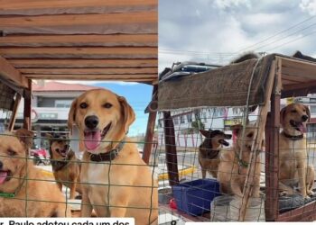 Catador cria carrinho com sombra para proteger cães do calor no litoral gaúcho