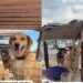 Catador cria carrinho com sombra para proteger cães do calor no litoral gaúcho