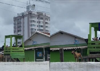 Cães ganham mirante exclusivo e assumem plantão permanente no bairro