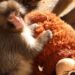 Filhote rejeitado pela mãe, abraça pelúcia em zoológico no Japão e história emociona visitantes