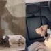 “Um gesto que mudou tudo”: motorista resgata cão abandonado e transforma seu destino