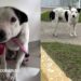 Cão resgatado após anos de negligência emocional reaprende a confiar em pessoas