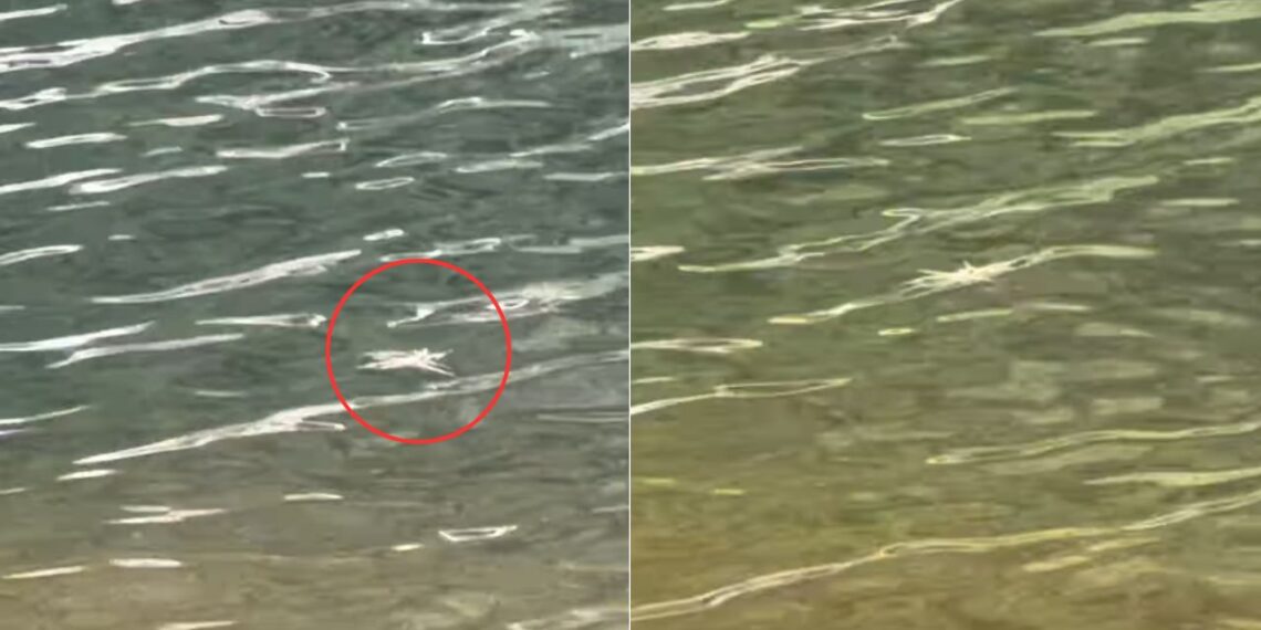 Casal se assusta com aranha-pescadora andando sobre água e vídeo viraliza