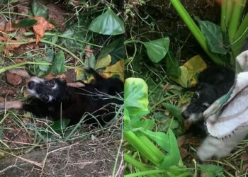 Cachorrinha é resgatada de vala após choro chamar atenção em estrada isolada