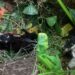 Cachorrinha é resgatada de vala após choro chamar atenção em estrada isolada