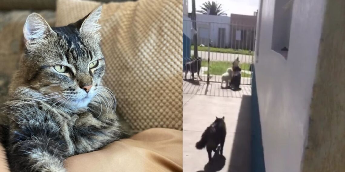 Gato interrompe briga entre cães com um único miado e vira fenômeno nas redes