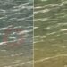 Casal se assusta com aranha-pescadora andando sobre água e vídeo viraliza