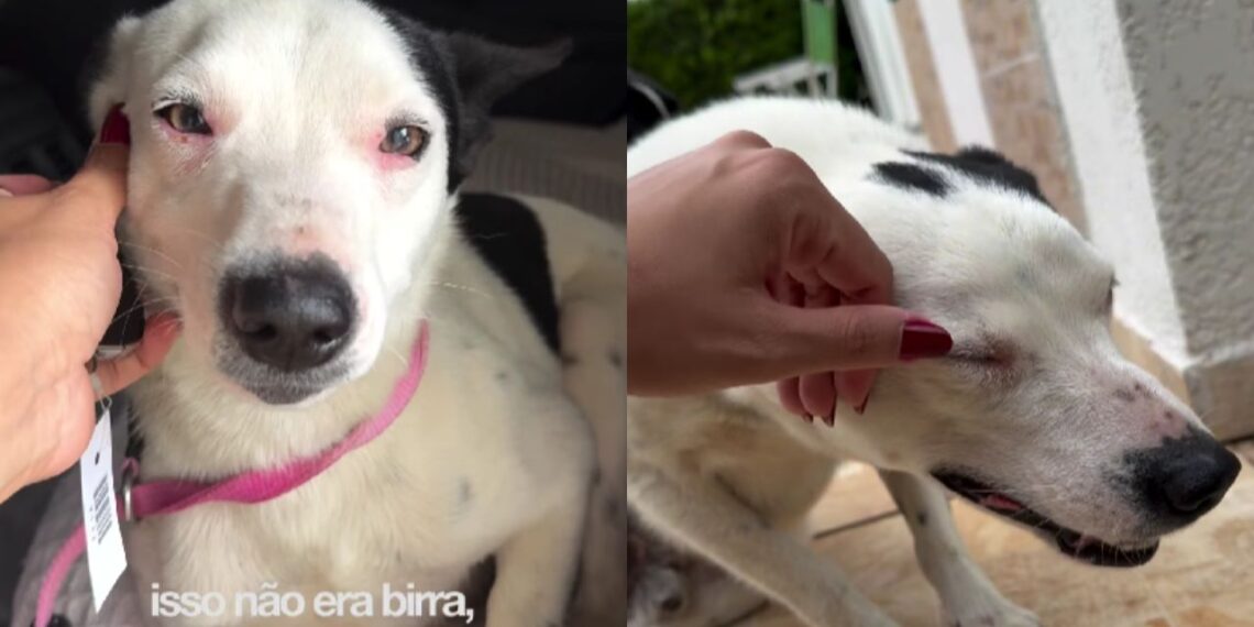 Cão resgatado após anos de negligência emocional reaprende a confiar em pessoas