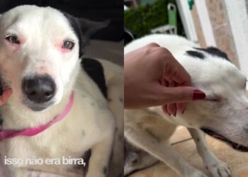 Cão resgatado após anos de negligência emocional reaprende a confiar em pessoas