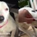 Cão resgatado após anos de negligência emocional reaprende a confiar em pessoas