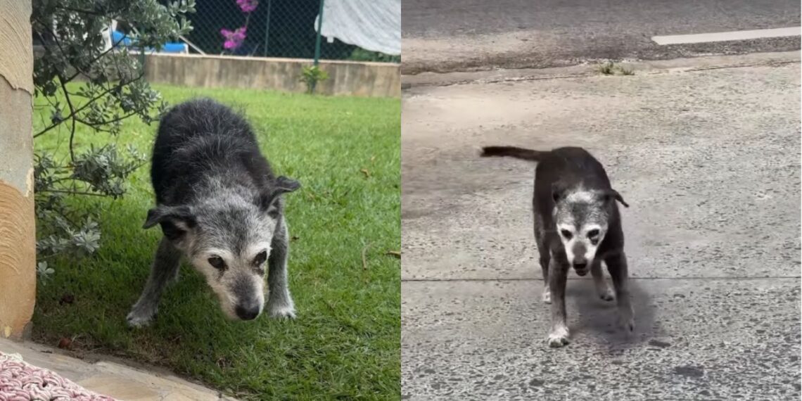 Pingo, cão mais velho do Brasil, vive há mais de 22 anos e encanta moradores de Vinhedo