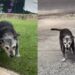 Pingo, cão mais velho do Brasil, vive há mais de 22 anos e encanta moradores de Vinhedo