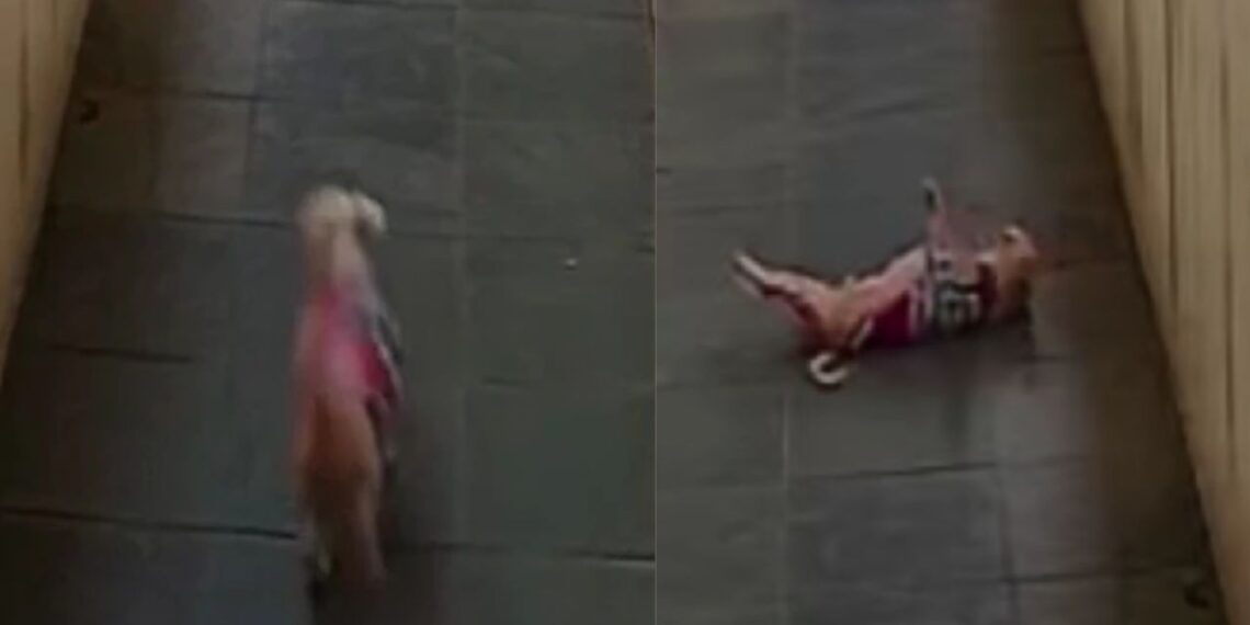 Vídeo de cachorro em câmera de segurança gera teorias sobrenaturais nas redes sociais