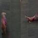 Vídeo de cachorro em câmera de segurança gera teorias sobrenaturais nas redes sociais