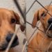 Vick foi devolvida por crescer demais e mostra por que cães grandes merecem uma segunda chance