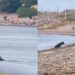 Cachorro paraplégico emociona ao viver dia inesquecível no mar com ajuda da família
