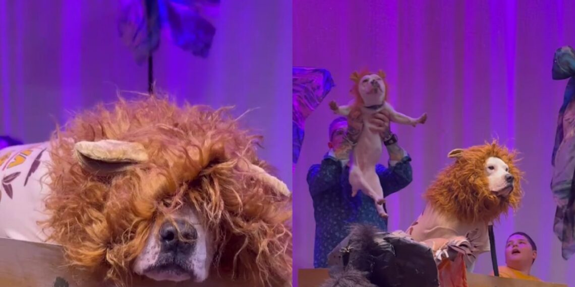 Cão se fantasia de leão em escola mas pequeno Simba rouba a cena
