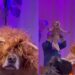 Cão se fantasia de leão em escola mas pequeno Simba rouba a cena