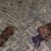 Cão abandonado com sarna é resgatado e mostra a importância de cuidado e prevenção