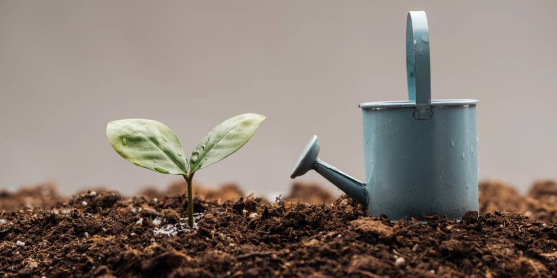 Plantas murchas ou encharcadas? Saiba como equilibrar a rega em dias quentes e frios com segurança