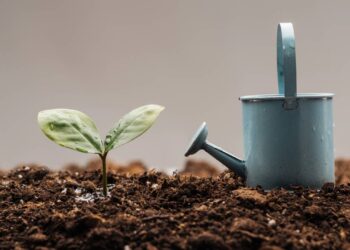 Plantas murchas ou encharcadas? Saiba como equilibrar a rega em dias quentes e frios com segurança
