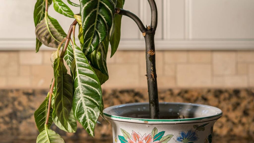 Técnicas simples ajudam a recuperar plantas murchas ajustando rega, substrato e poda