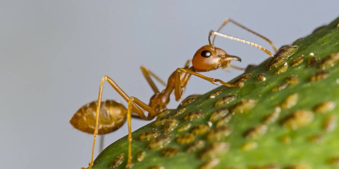 Formigas no jardim ou na pia? Conheça os repelentes naturais que não oferecem riscos aos seus pets