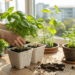 Como cultivar manjericão em apartamento sem erros e com folhas sempre frescas