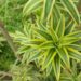 A planta ornamental que se adapta bem a casas e escritórios