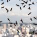 Plantas repelentes que afastam mosquitos da varanda sem risco de intoxicação para cães e gatos