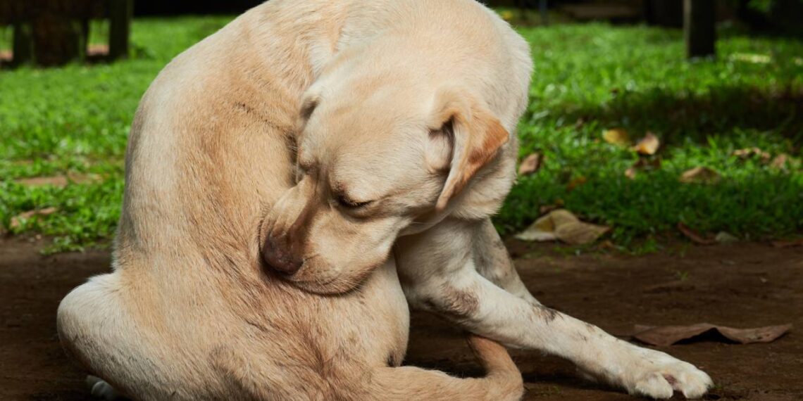 cachorro coçando