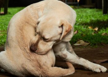 cachorro coçando