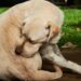 cachorro coçando