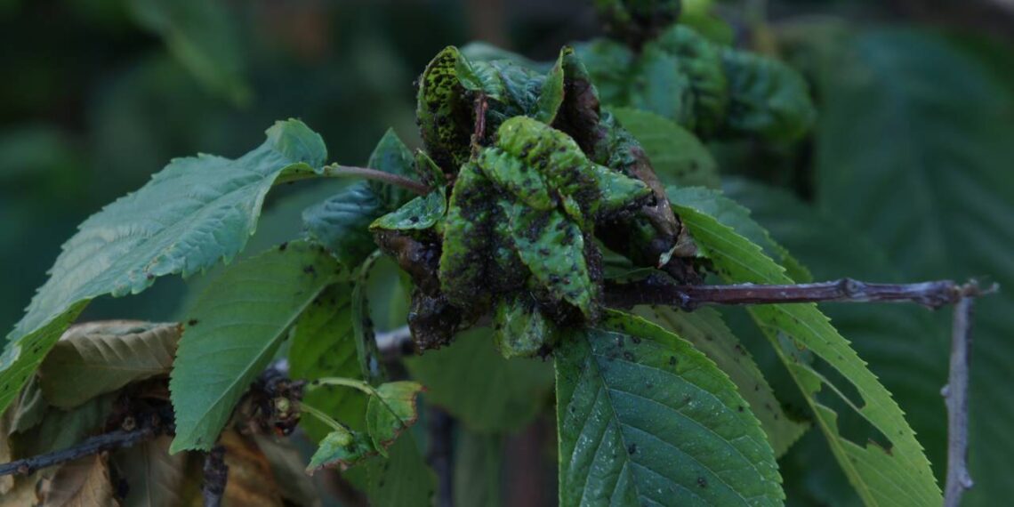 pulgão em planta