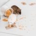 Sem armadilhas: o cheiro natural desta erva mantém ratos e camundongos longe da sua casa