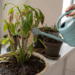 O horário em que você rega suas plantas pode causar apodrecimento silencioso, saiba qual é o horário correto