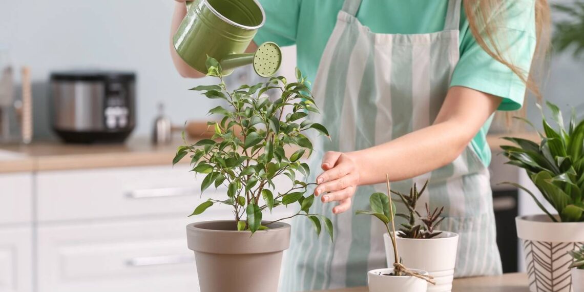 Folhas amarelas e solo úmido demais revelam um erro comum na hora de regar suas plantas