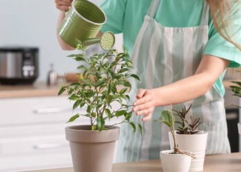 Folhas amarelas e solo úmido demais revelam um erro comum na hora de regar suas plantas