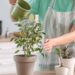 Folhas amarelas e solo úmido demais revelam um erro comum na hora de regar suas plantas