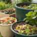 Como restos de cozinha podem dobrar o tamanho de suas plantas em semanas